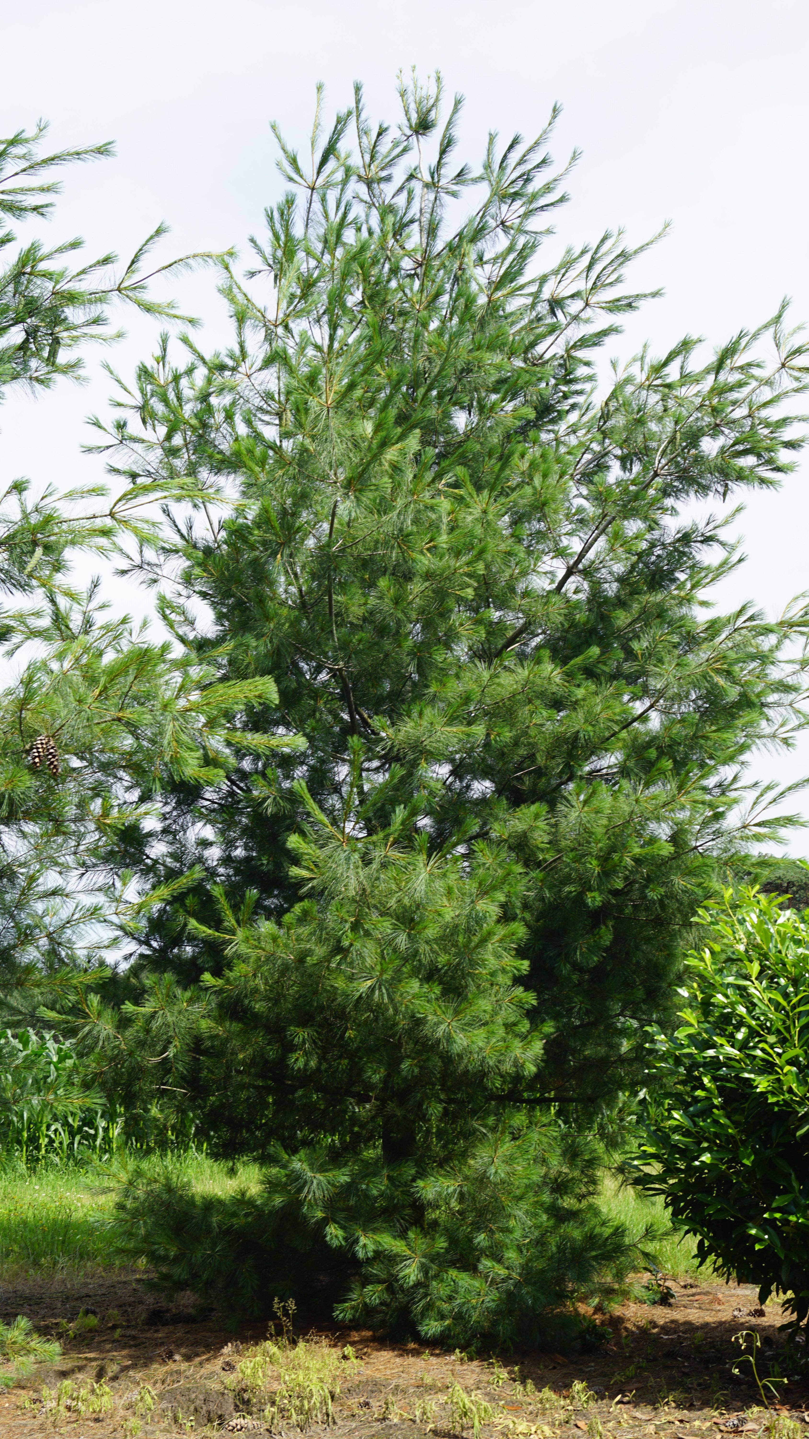 Pinus strobus (6)
